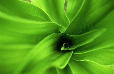 image of a green leafy plant
