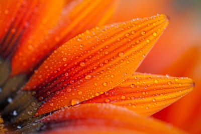 Image of an orange flowers petals
