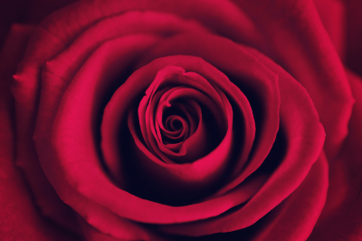 A image of a red flower